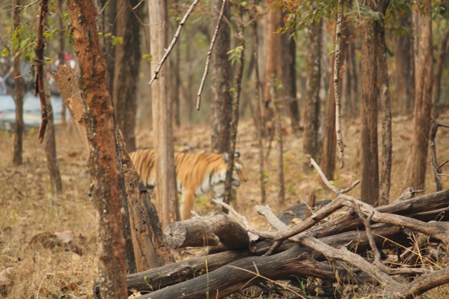 A tigress goes for a stroll, Pench. PHOTO CREDIT - Ramesh Rana