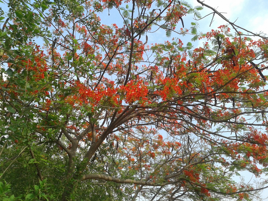 Gulmohar tree in a park nearby.